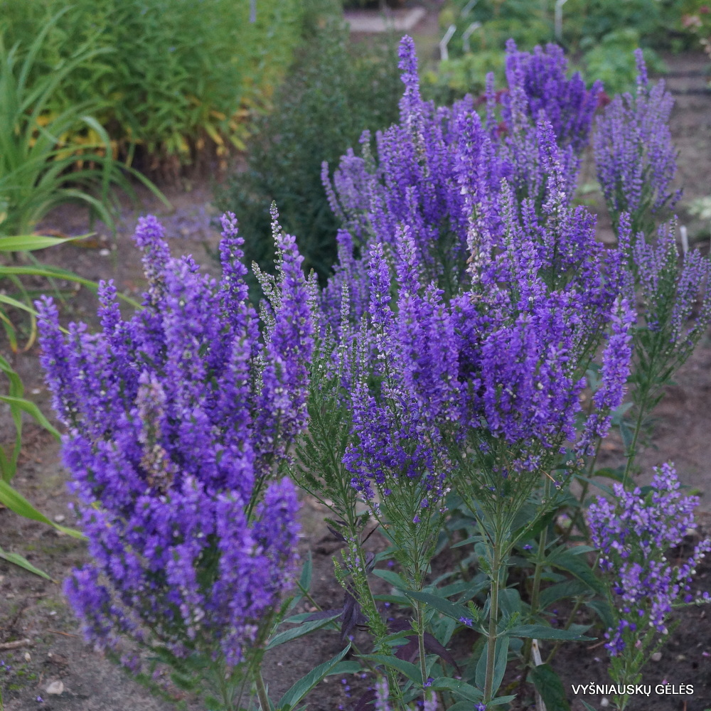 Veronica spicata 'Plumosa Blue Plume'
